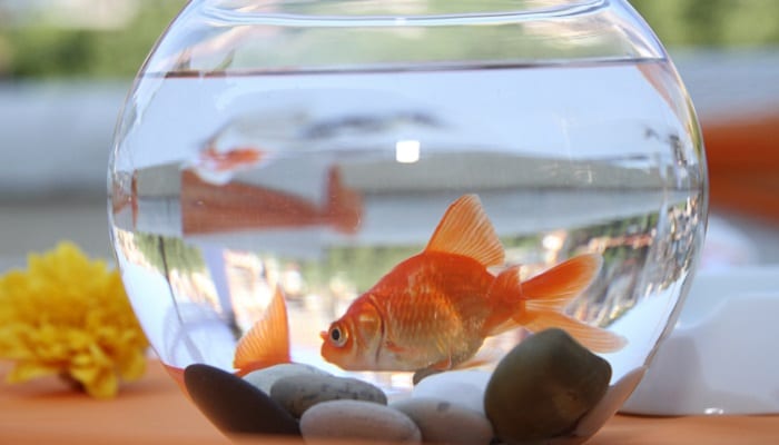 The golden rules of gold fish care - Pet Sitting
