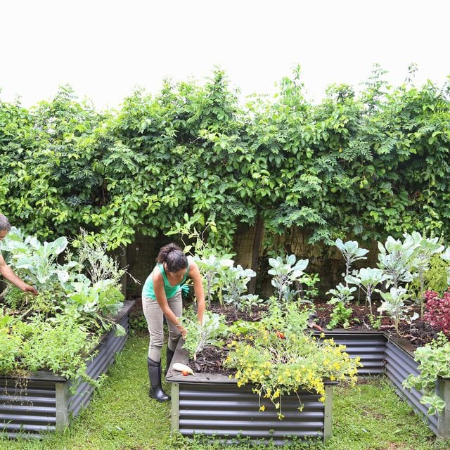 corrugated raised bed