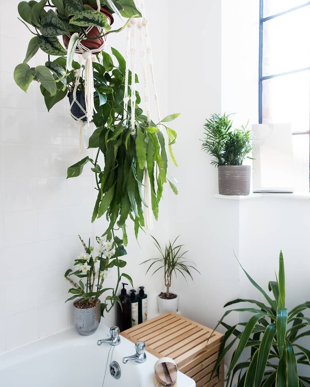 35+ Bathroom plants for you - indoor and hanging plants