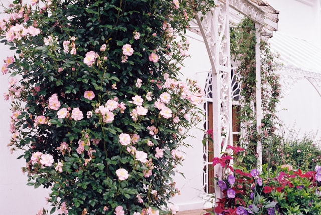 cottage-garden-pink-roses