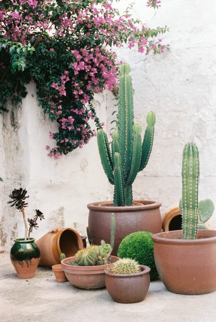 how to make a mini cactus garden