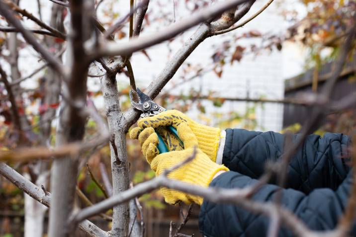gardener pruning trees before winter to earn extra cash